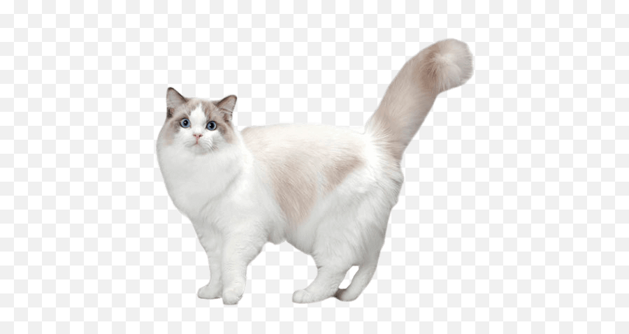 Ragdoll Cat Personality Temperament And Lifespan Petplan Emoji,Cat's Emotions On Fb