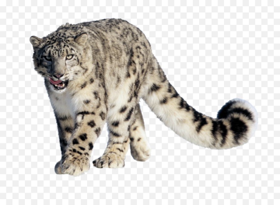 Snow Leopard Clip Art - Snow Leopard Png Emoji,Cute Leopard Emojis