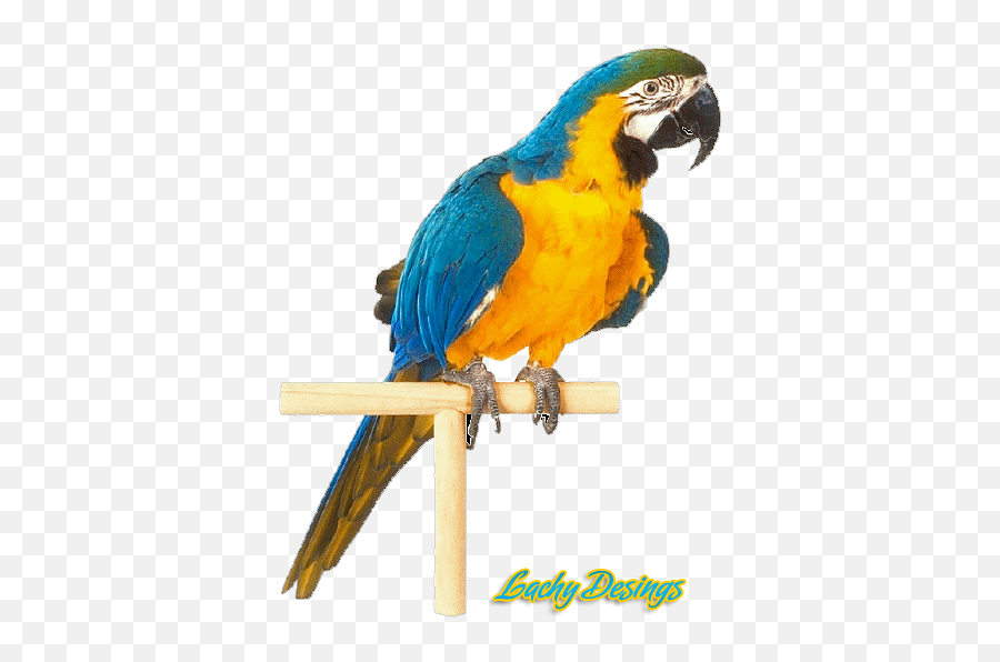 Parrot Psd Official Psds - Parrot Psd Emoji,Parrot Emoji