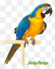 Parrot Psd Official Psds - Parrot Psd Emoji,Parrot Emoji