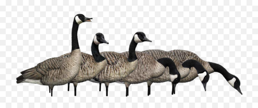 Duck Decoys Goose Decoys And Turkey Decoys Avian - X Transparent Canadian Goose Png Emoji,Canadian Goose Emoticon