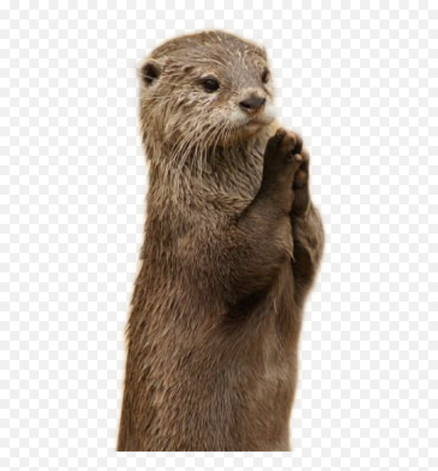 The Most Edited Otter Picsart Emoji,Is There A Groudhog Emoji