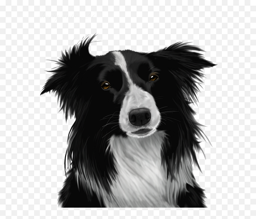 Border Collie Png Image - Black And White Border Collie Png Emoji,Border Collie Emoji