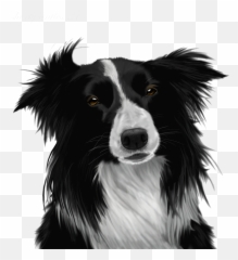 Border Collie Png Image - Black And White Border Collie Png Emoji,Border Collie Emoji