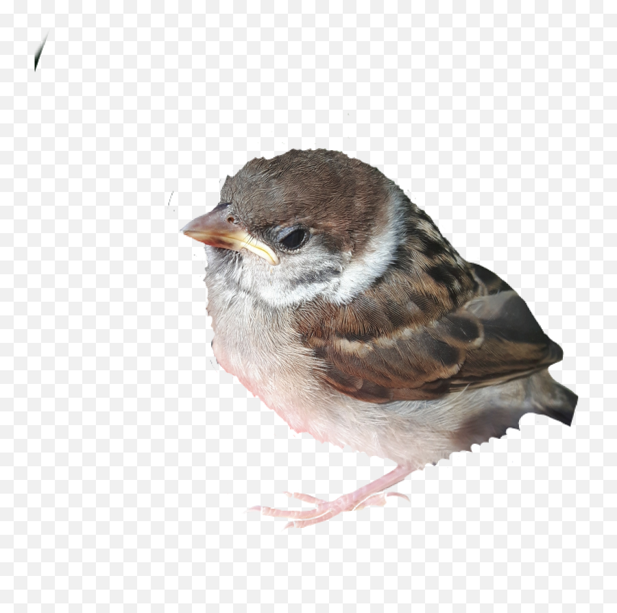 Kokos Bird Sweet Cute Sparrow Sticker - House Sparrow Emoji,Sparrow Emoji