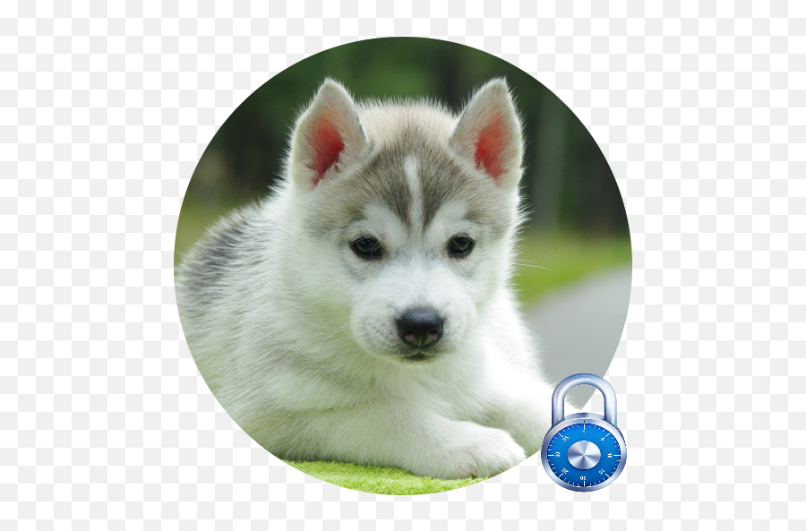 Siberian Husky Lock Screen - Cute Photo D Animaux Emoji,Siberian Husky Emoji