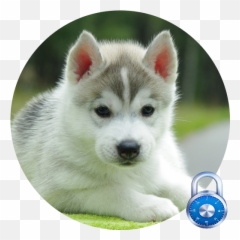 Siberian Husky Lock Screen - Cute Photo D Animaux Emoji,Siberian Husky Emoji