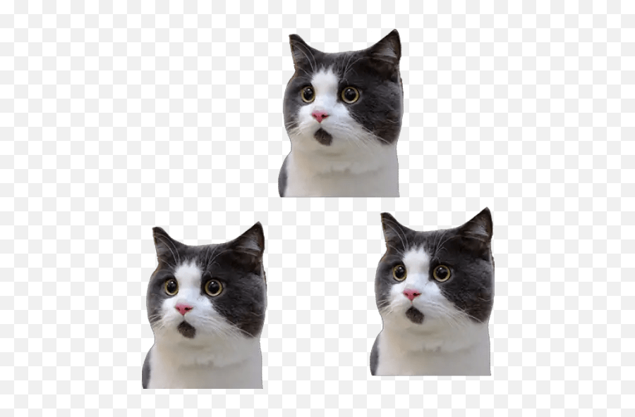Tsum Tsum Zodiac - Cat Emoji,Marie The Cat Emoji