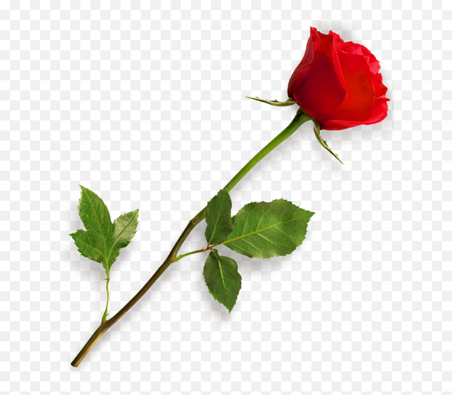 Rose Png Hd - Long Stem Red Rose Emoji,Rose Ball Emoji