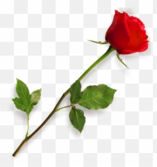 Rose Png Hd - Long Stem Red Rose Emoji,Rose Ball Emoji