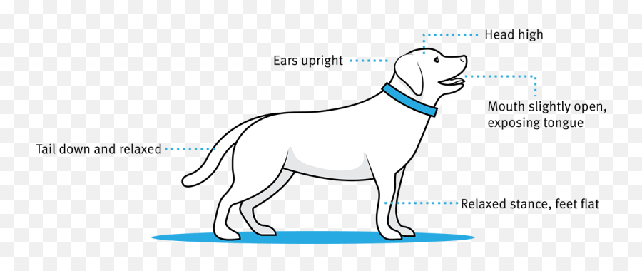 Dog Expression Sleeping Position - Collar Emoji,Dog With Flat Face Emotion