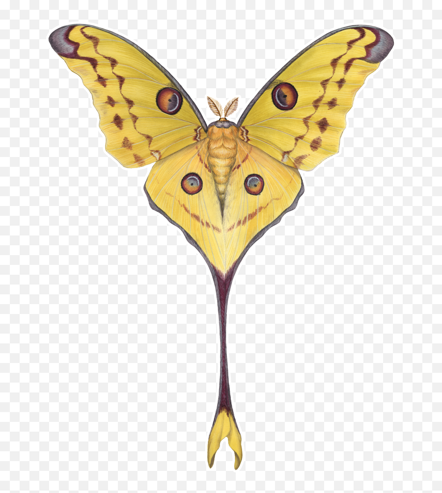 Comet Moth Argema Mittrei Throw Pillow By Jada Fitch - Comet Moth Emoji,Can Luna Moths Feel Emotions