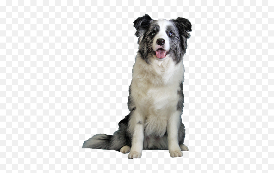 Blue Merle Border Collie Cards - Transparent Border Collie Png Emoji,Husky/border Collie Emoji