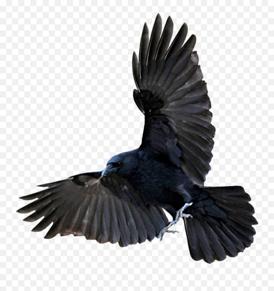 Raven Ravens Png Images - Crow Transparent Emoji,Raven With Emotions