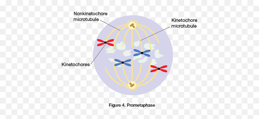 Pin - Prometaphase Diagram Emoji,Mitosis In Emojis