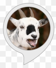 Goat Sounds Amazoncouk Alexa Skills - Pygmy Goat Emoji,Goat Emoticon