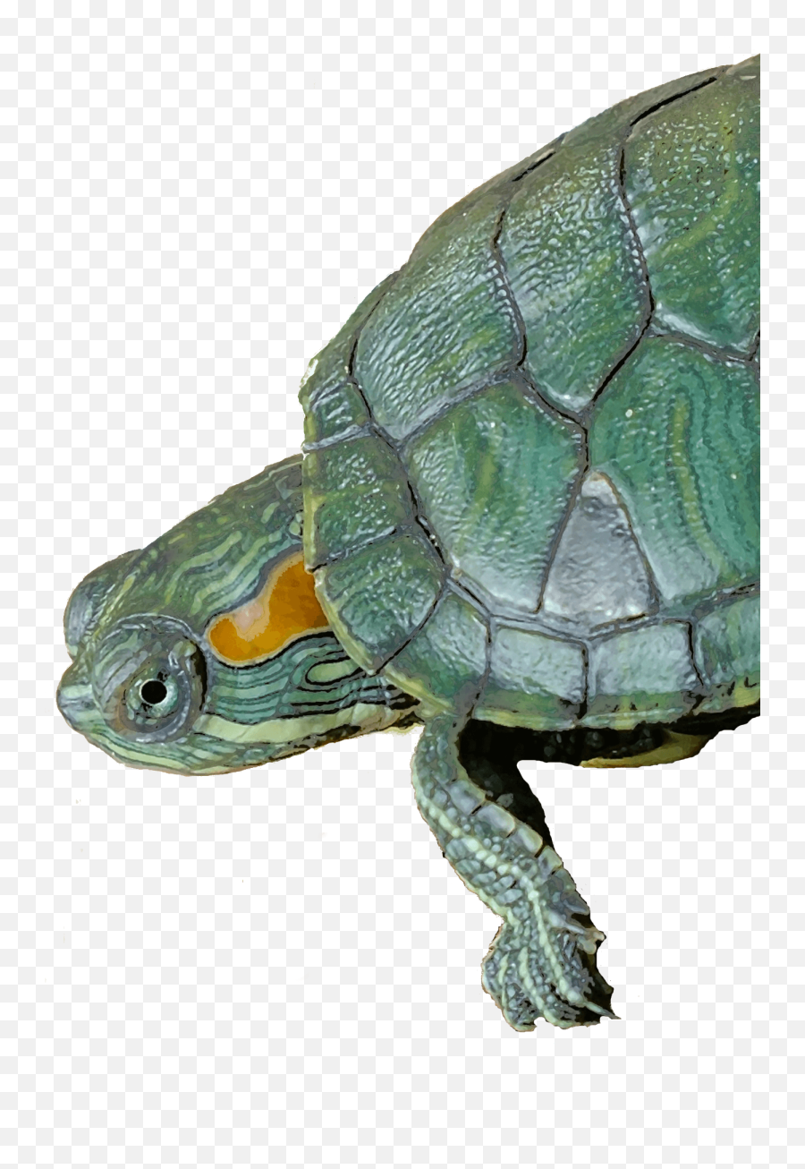 Turtle Turtle Pond Animals - Red Ear Slider Png Emoji,Emotion 12 Kayak