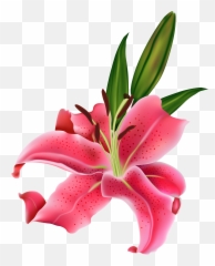 Dead Flowers Png - Flower Thoranam Images Png Calla Lily Transparent Background Calla Lily Flower Emoji,Lily Flower Emoji