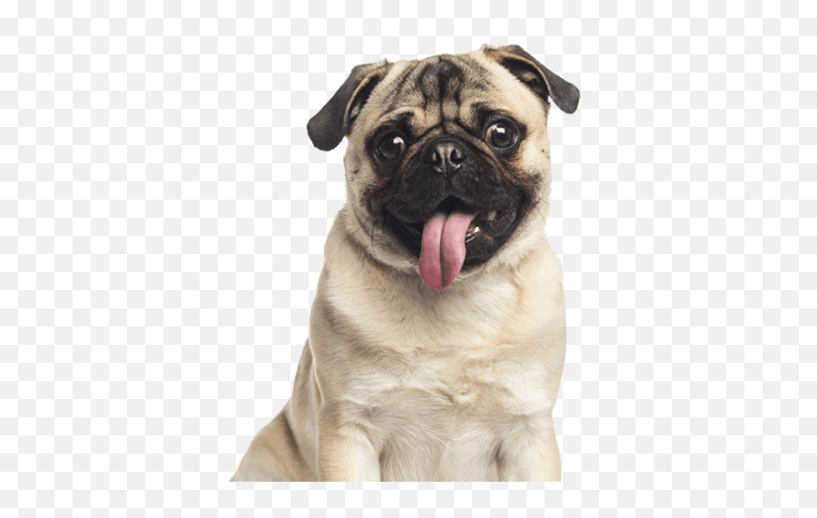 Pug - Happydoggo In Depth Dog Breed Guide With Photos Emoji,Pug Emoji To E-mail