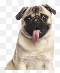 Pug - Happydoggo In Depth Dog Breed Guide With Photos Emoji,Pug Emoji To E-mail