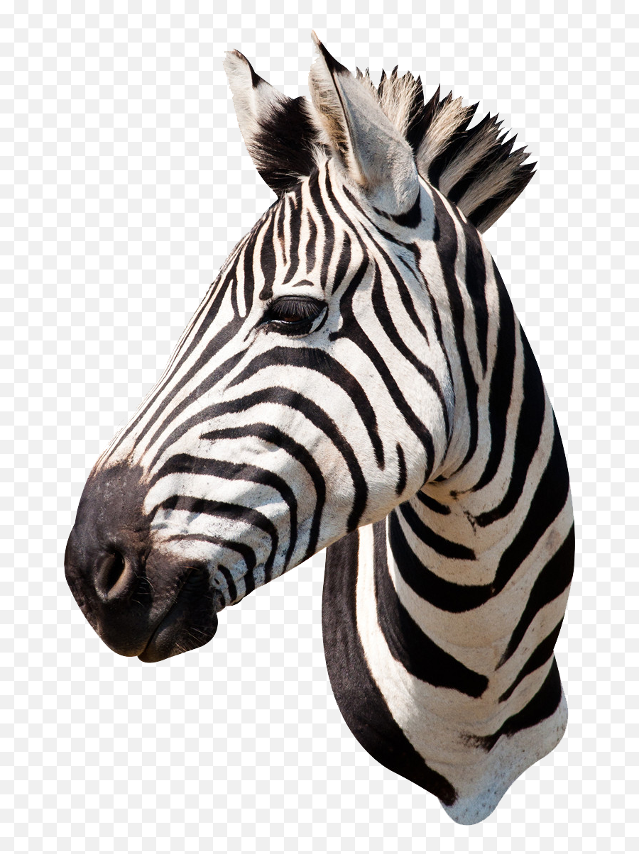 Mq Head Zebra Wildanimals Animals Sticker By Marras - Taxidermia Png Emoji,Zebra Emoji