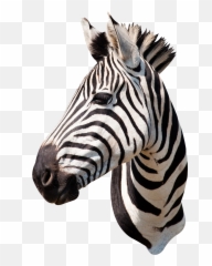 Mq Head Zebra Wildanimals Animals Sticker By Marras - Taxidermia Png Emoji,Zebra Emoji