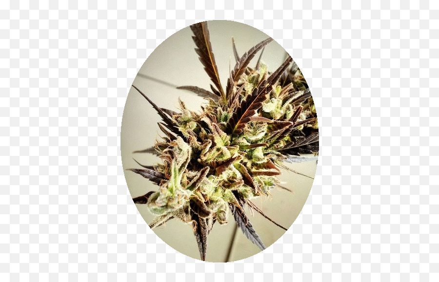 Transientflowers Cannabis Curation Newsletter 11 U2014 Steemit - Kush Emoji,Emoji For A Toke