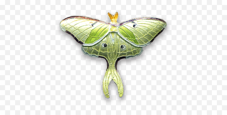 Cloisonné U2014 Bamboo Jewelry - Luna Moth Emoji,Can Luna Moths Feel Emotions