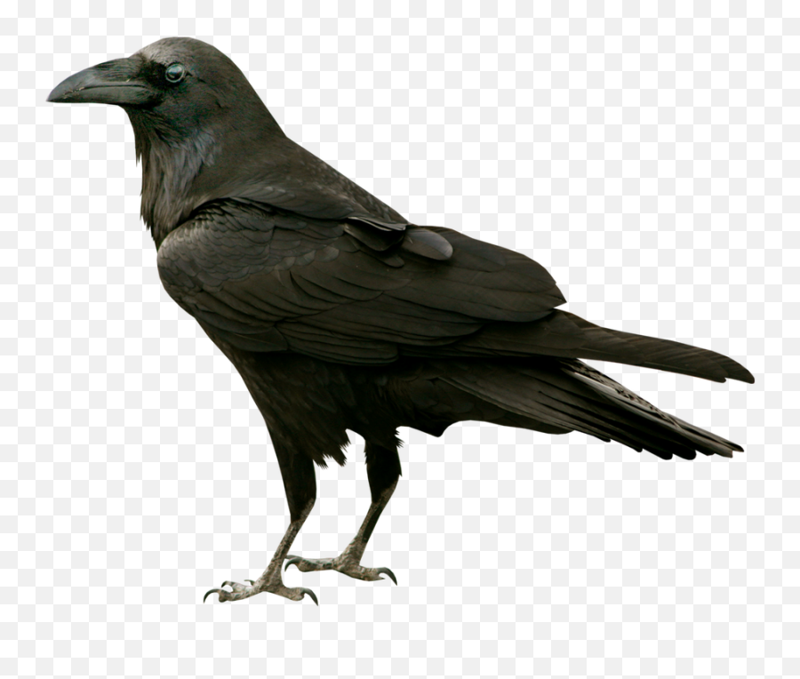 Raven Ravens Png Images Emoji,Raven With Emotions