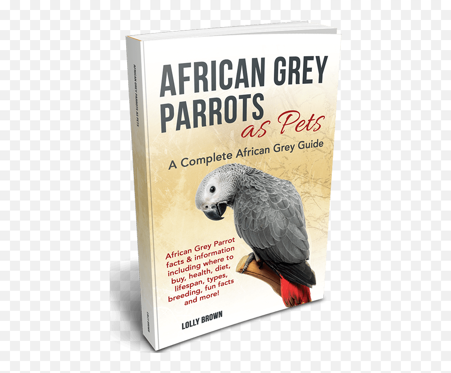 African Grey Parrots Landing - Grey Parrot Emoji,African Grey Parrot Reading Emotions