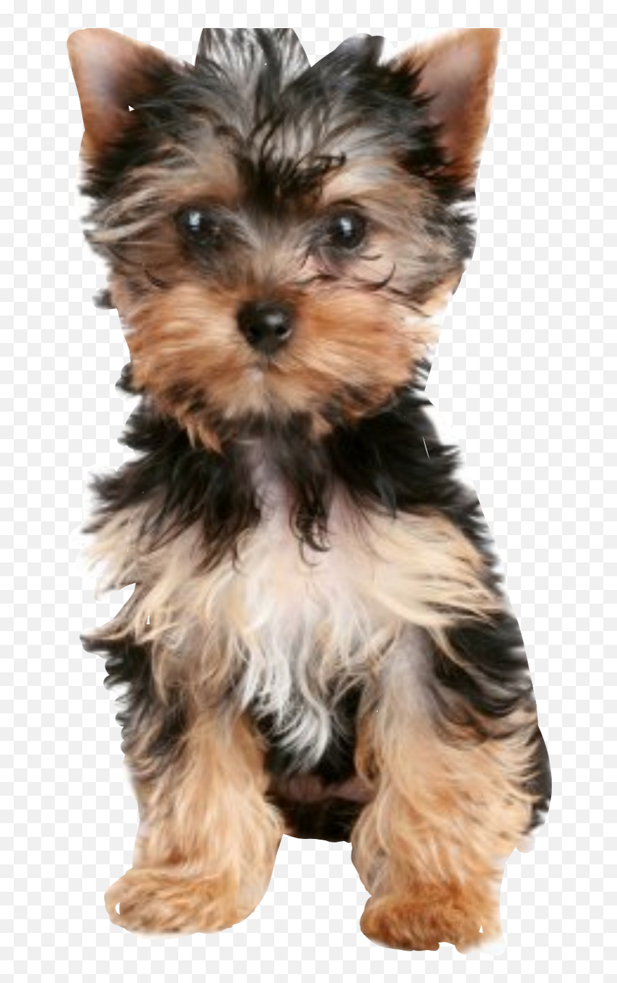 The Most Edited - Yorkshire Terrier Emoji,Puppy Yorkie Emoticon