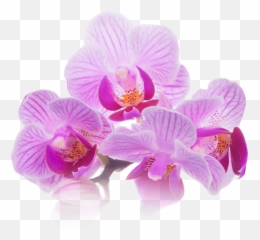 Thai Massage Therapy Bangkok Day Spa Downtown San Diego Emoji,Emotions Massage Acton