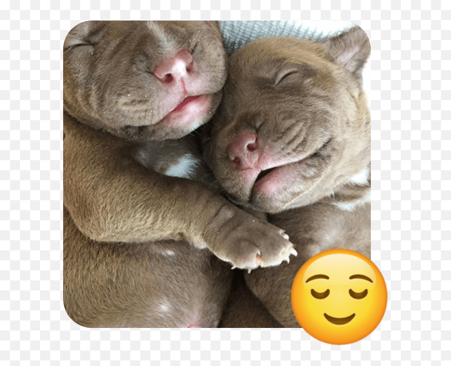 These 20 Doggies Are Totally Ready For World Emoji Day - Happy,Sleeping Emoji