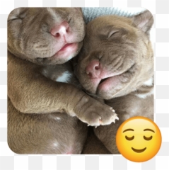 These 20 Doggies Are Totally Ready For World Emoji Day - Happy,Sleeping Emoji