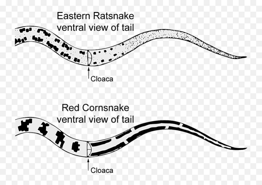 Eastern Ratsnake Emoji,Twitch Rat Emoticon