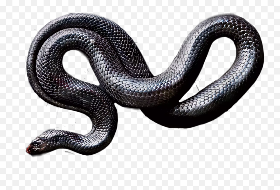 Snake Blacksnake Worm Sticker By Novikov Aleksei - Serpent Emoji,Black Mamba Emoji