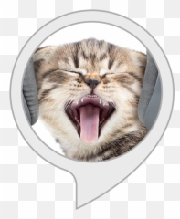 Diventa Un Gatto Amazonit Alexa Skill - Audífonos De Gatitos Emoji,Emoticon Pernacchia