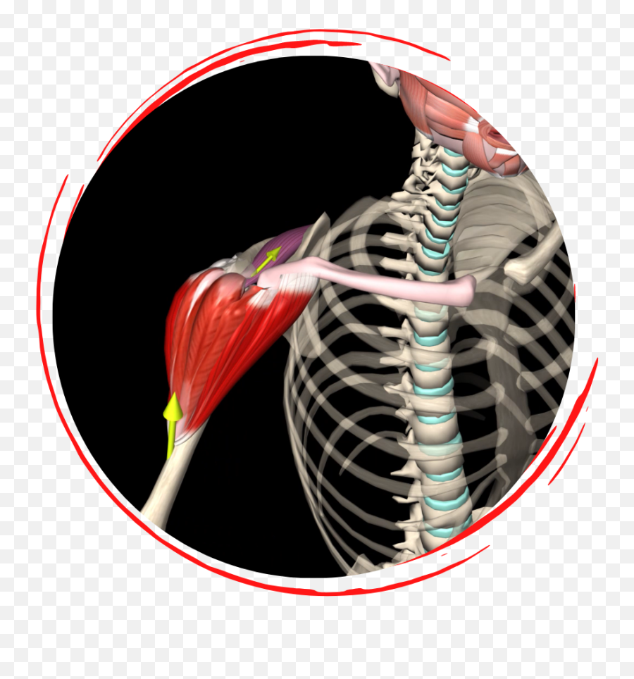Get An Inside View Of The Anatomy U0026 Biomechanics Of Movement - Medical Imaging Emoji,Emoticon Sexy Buenos Dias