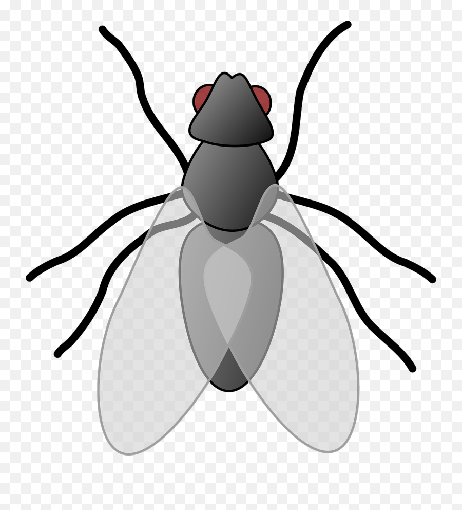 Clipart Panda - Free Clipart Images Clipart Fly Emoji,Housefly Emoticon