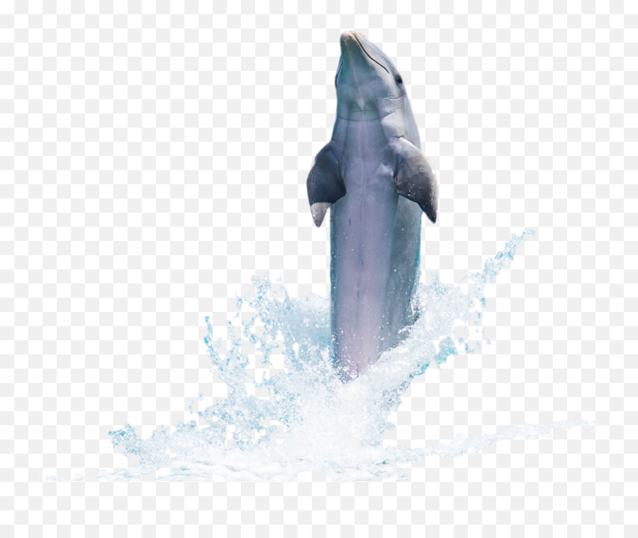 Dolphin In A Pose Free Image - Dolphin Jumping Out Of Water Transparent Emoji,Dolphin Emotions