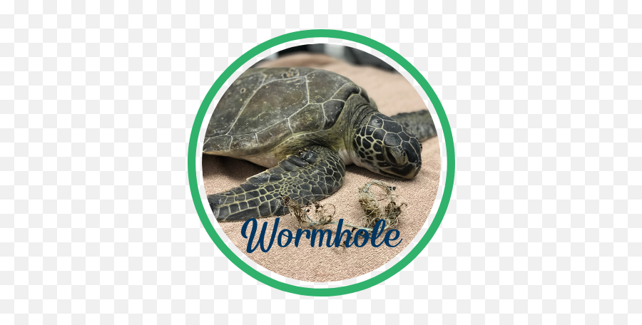 Wormhole Gumbo Limbo Nature Center Emoji,Cold Turtle Emoticon