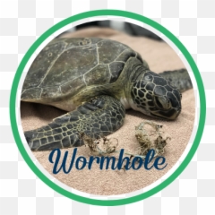 Wormhole Gumbo Limbo Nature Center Emoji,Cold Turtle Emoticon