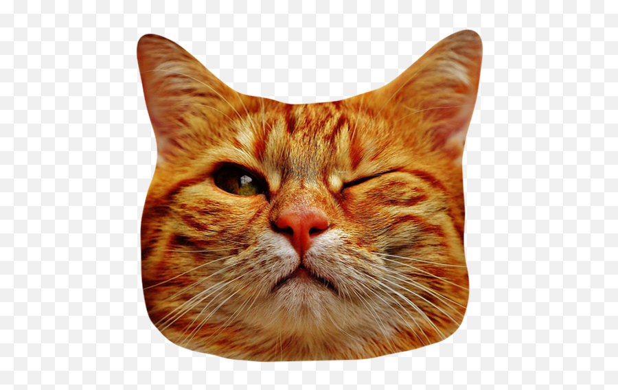 Cat Stickers For Messages By Alexander Bichurin Emoji,Cat Emoji Slack