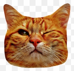 Cat Stickers For Messages By Alexander Bichurin Emoji,Cat Emoji Slack