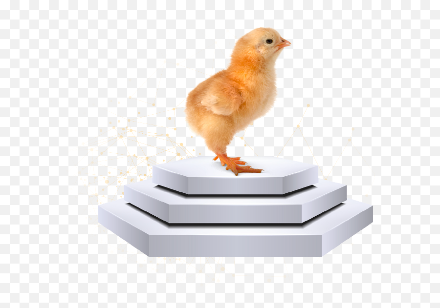 Chick Quality - Lohmann Breeders Emoji,Chick Hatching Emojis