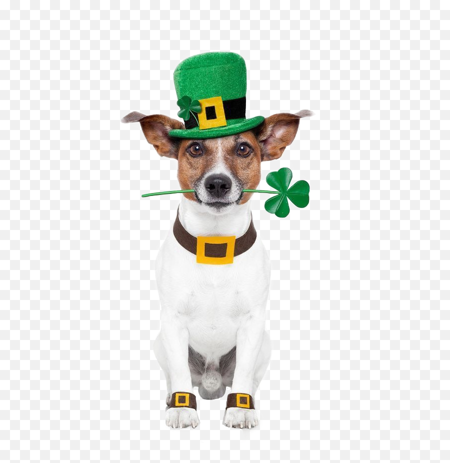 Happy St Patricku0027s Day Sticker Challenge On Picsart - St Patrick Dog Emoji,St Patrick Emoji