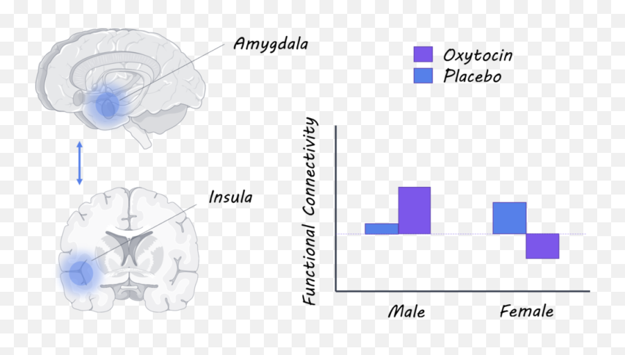 Oxytocin Affects Social Sharing And Brain Activity In Women - Hippocampe Cerveau Emoji,Friendship Isn't An Emotion
