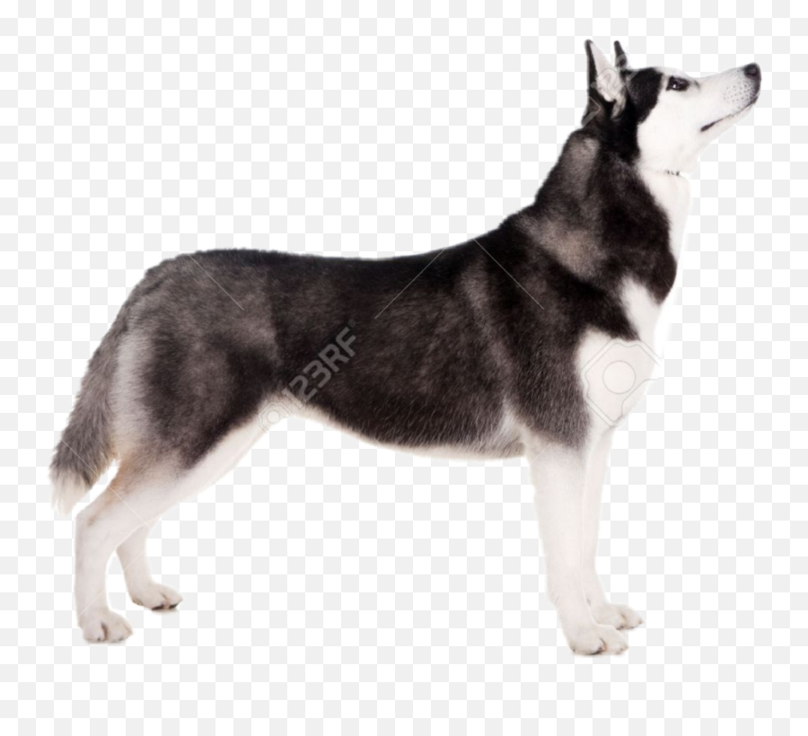 Dogshow Husky Sticker - Dog Standing Png Emoji,Siberian Husky Emoji