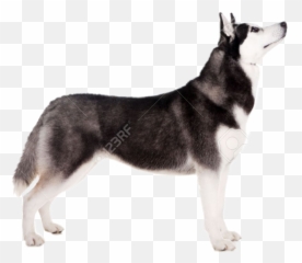Dogshow Husky Sticker - Dog Standing Png Emoji,Siberian Husky Emoji