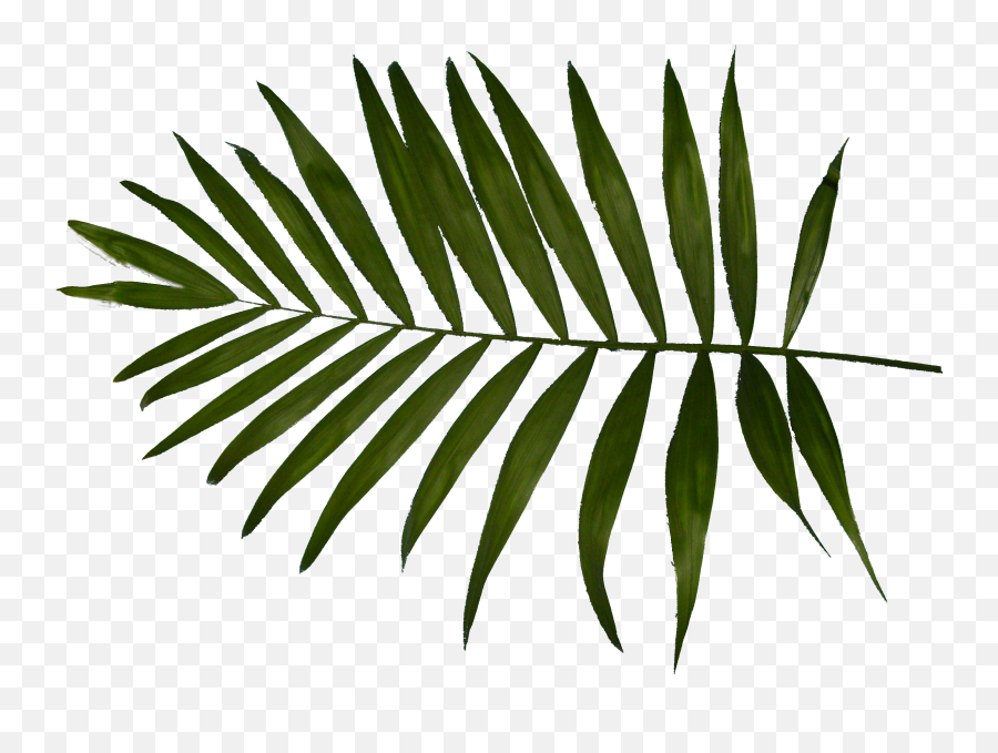 Download Palm Tree Leaf Png Download - Charlotte Thomas Fern Real Palm Leaf Png Emoji,Leaf Emoji Png